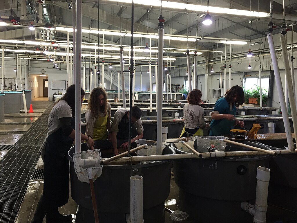 American Conservation Experience Crew tag bonytail at Ouray National Fish Hatchery-Randlett Unit in Vernal, Utah (2016).