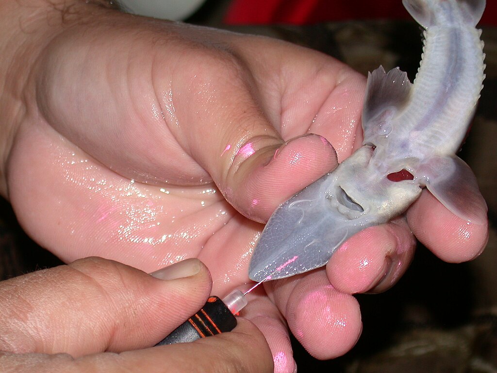 Tagging a juvenile pallid sturgeon with a color-coded elastomer tag during a fish tagging program.