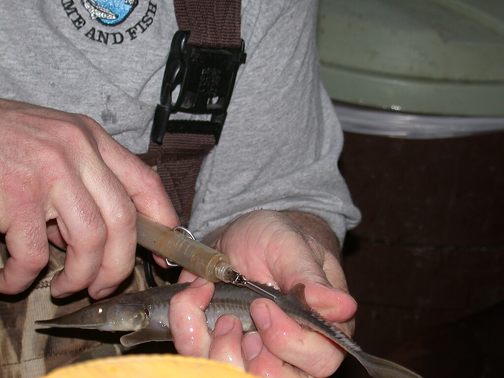 North Dakota Game and Fish help tag pallid sturgeon fingerlings during a fish tagging program at Garrison Dam National Fish Hatchery (2008).