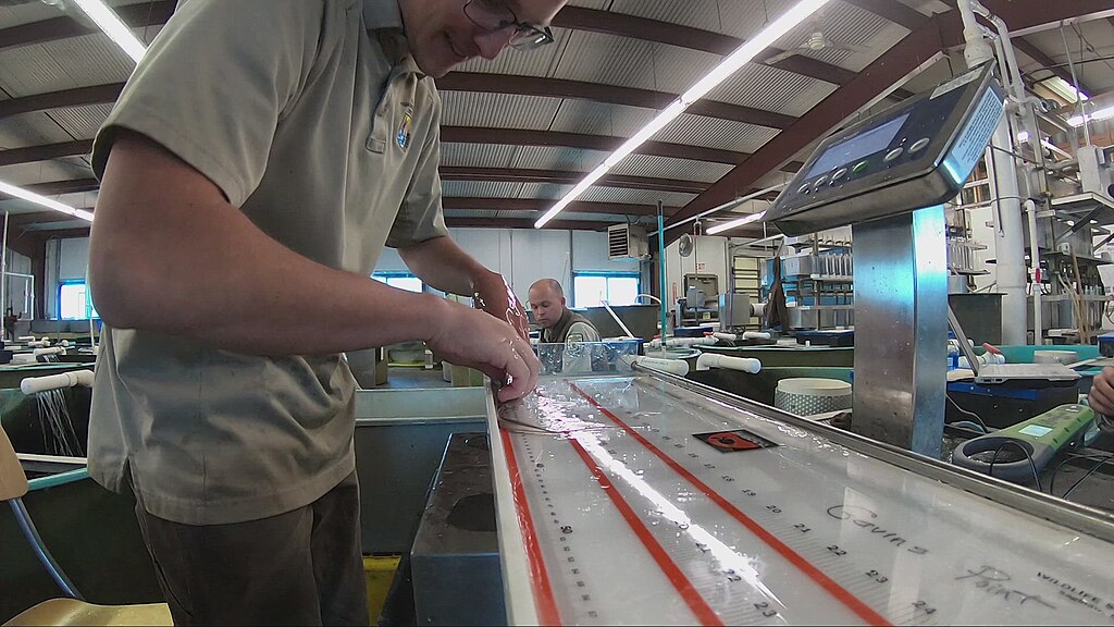 Staff at Gavins Point National Fish Hatchery record scientific information about pallid sturgeon fingerlings, and tag the fish to help identify individuals (2019).