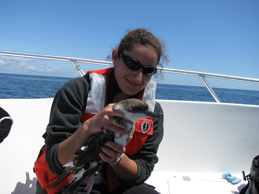 Tagging greater shearwater at the Gulf of Maine Coastal Program.