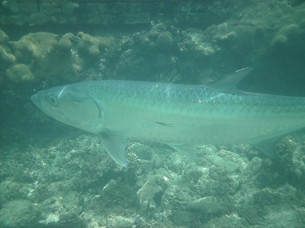 A large silver fish swims gracefully underwater, surrounded by coral and rocks. The scene is serene, capturing tranquility in a clear ocean setting.