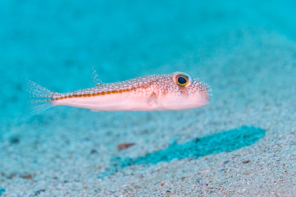 A small pufferfish with a speckled pattern and bright eyes swims close to the sandy ocean floor in clear blue water, casting a shadow below.
