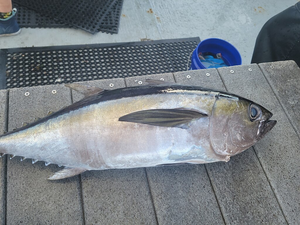 A large tuna fish lies on a textured, gray surface with a dark mat and blue bucket nearby. The fish's shiny skin and detailed fins are prominent.