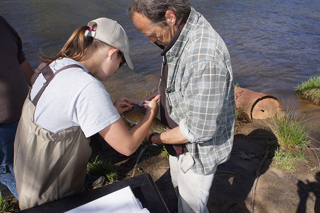 Fish tagging programs; Tiffany Penland tagging a fish.