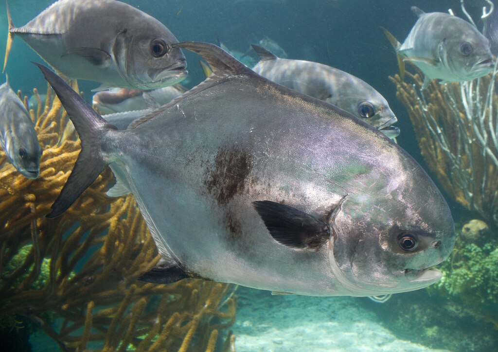 Permit Fish (Trachinotus falcatus)