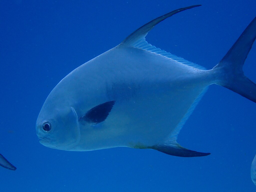 Permit (Trachinotus falcatus) in Mexico