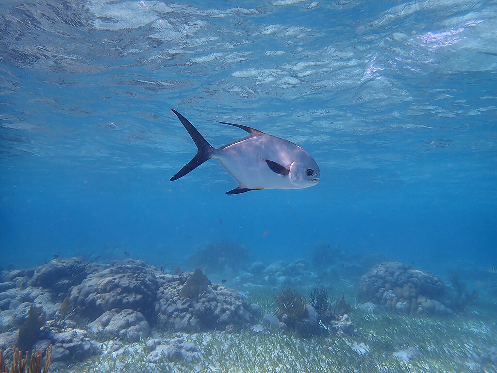 Permit (Trachinotus falcatus) in Belize.