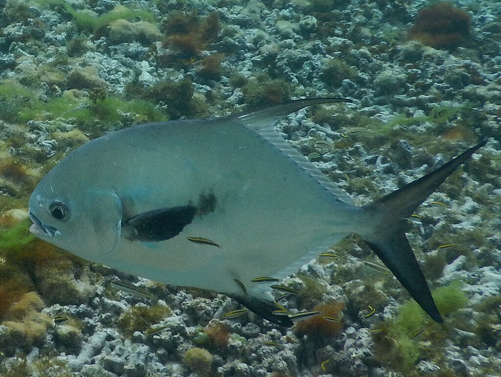 Permit (Trachinotus falcatus) in Guadeloupe.