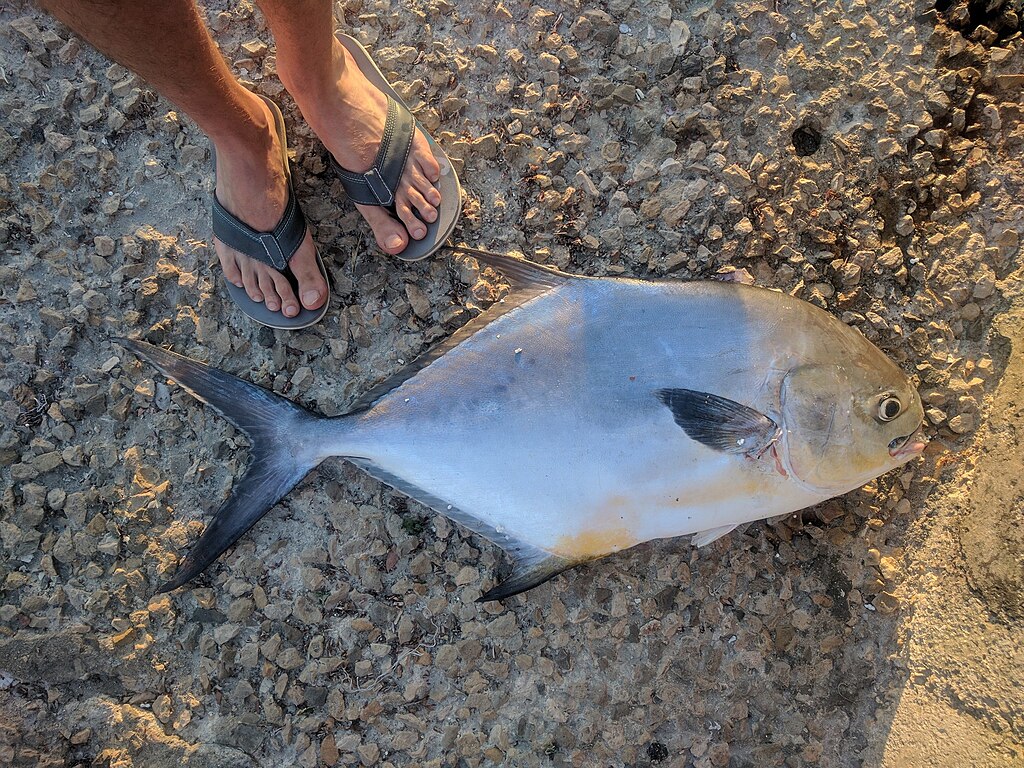 Permit fish in Havana, Cuba imported from iNaturalist photo
