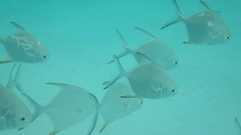 A school of permit fish