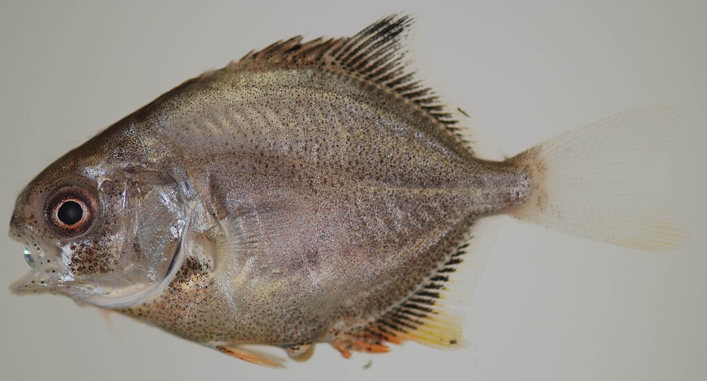 A juvenile permit, Trachinotus falcatus, 26mm SL. James River off Lake Maury, Newport News County, VA - 07/30/13. Caught by VIMS Striped Bass Seine Survey. Photo by Robert Aguilar, Smithsonian Environmental Research Center.