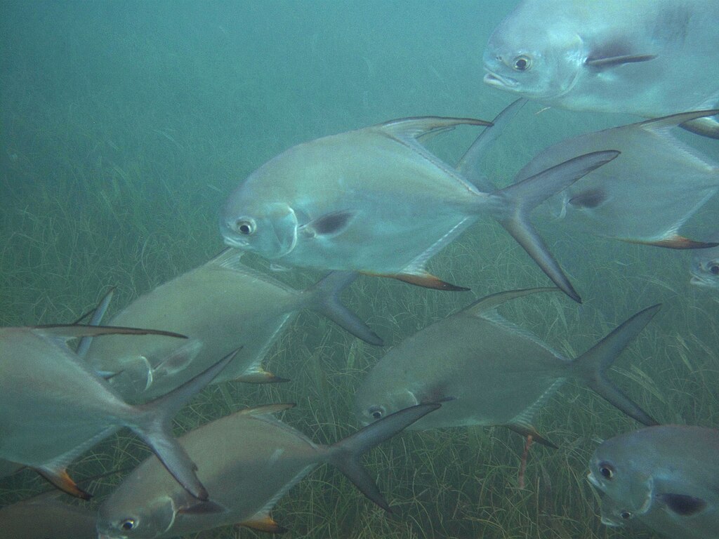Permit fish in Turtle Beach, Akumal, Quintana Roo, Mexico imported from iNaturalist photo