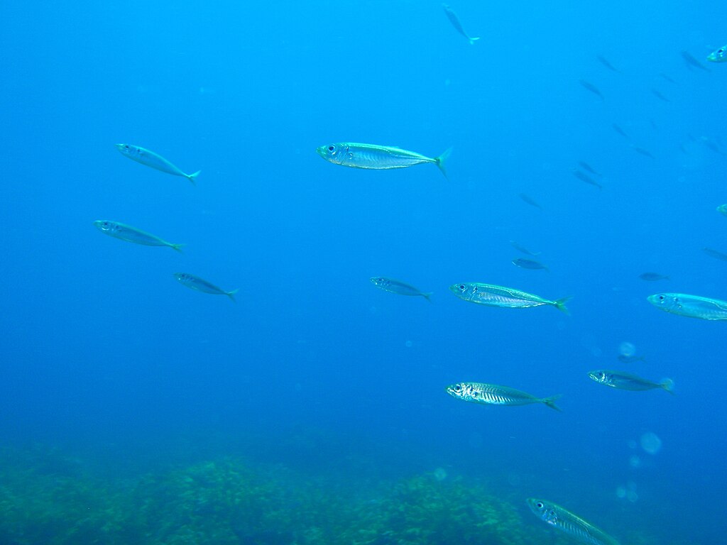 A school of small, silver fish swims through the clear, blue ocean, creating a serene and peaceful underwater scene with hints of green from the seabed.