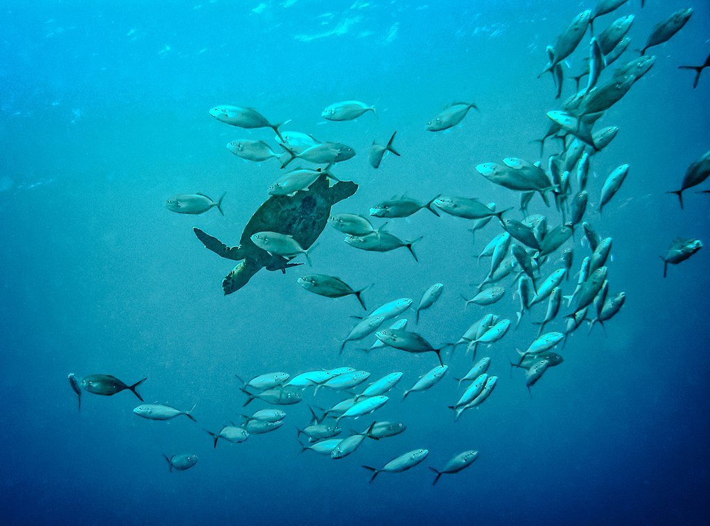 Hawksbill turtle swimming with schooling baitfish.