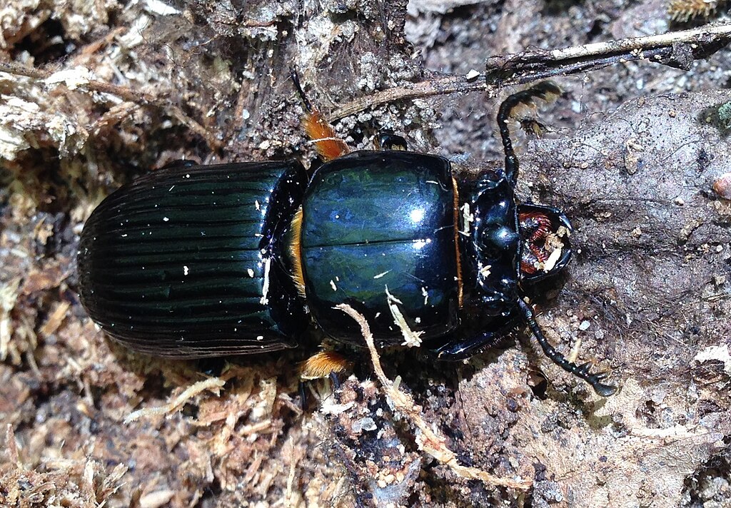 A glossy, iridescent black beetle with ridged wings crawls on a forest floor, surrounded by soil and wood debris, conveying a natural, earthy tone.