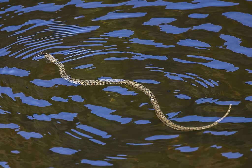A snake with a patterned body swims gracefully across rippling water, creating circular wave patterns. The tranquil scene conveys calm and nature.