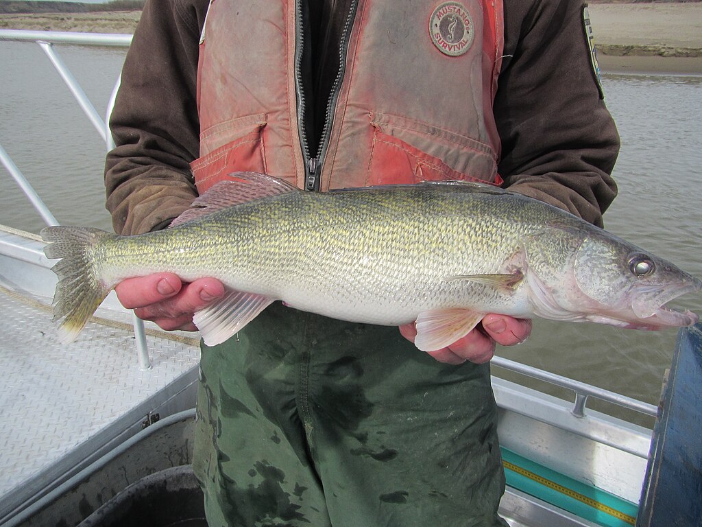 Walleye captured by Missouri River Fish and Wildlife Conservation Office during fish survey in the Missouri River System (2015). Photo: USFWS.