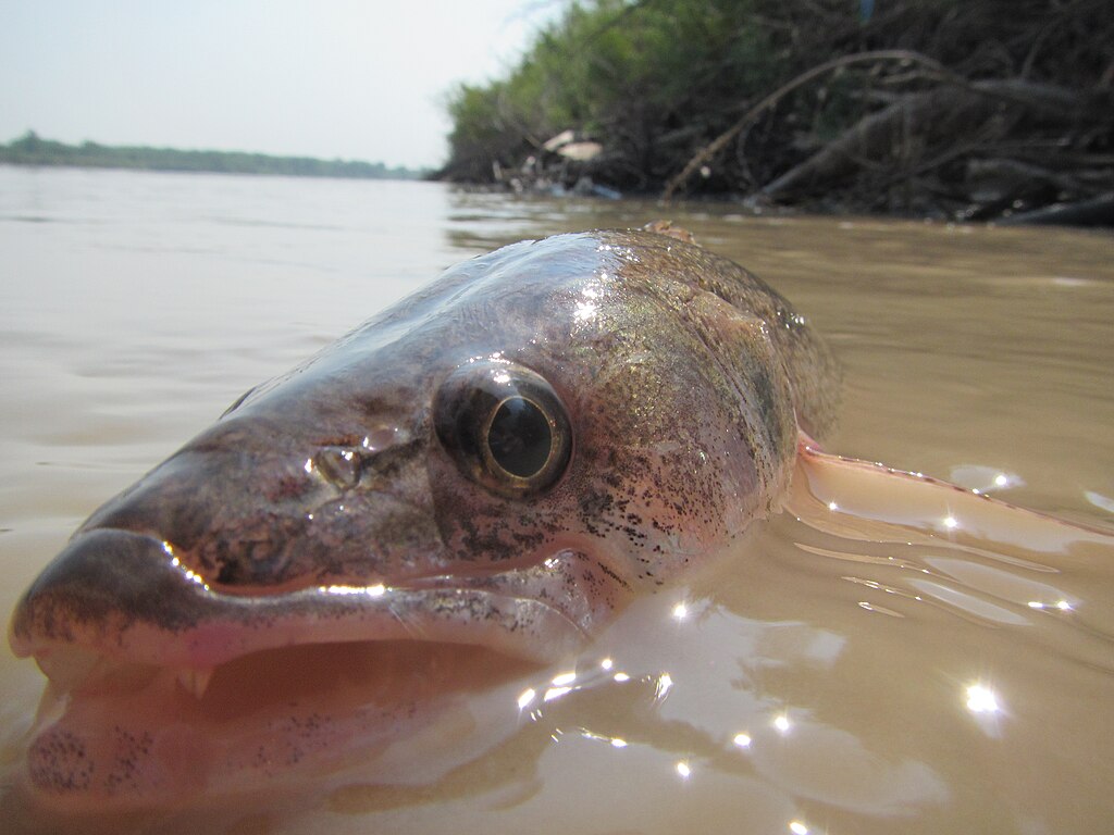 Walleye emerging from the Missouri River (2014). Photo: USFWS