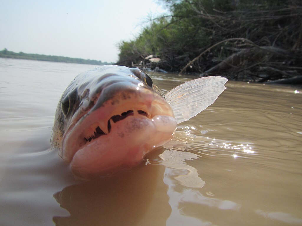 Walleye emerging from the Missouri River (2014). Photo: USFWS.