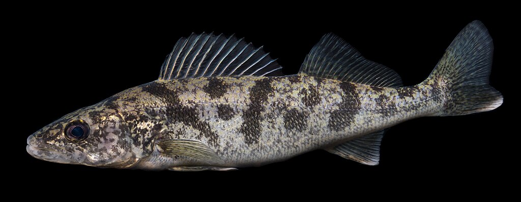Photographed at Gavins Point National Fish Hatchery in Yankton, SD by Sam Stukel (USFWS).