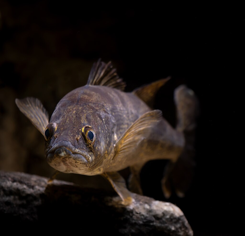 Walleye photographed at Gavins Point National Fish Hatchery in Yankton, SD by Sam Stukel (USFWS).