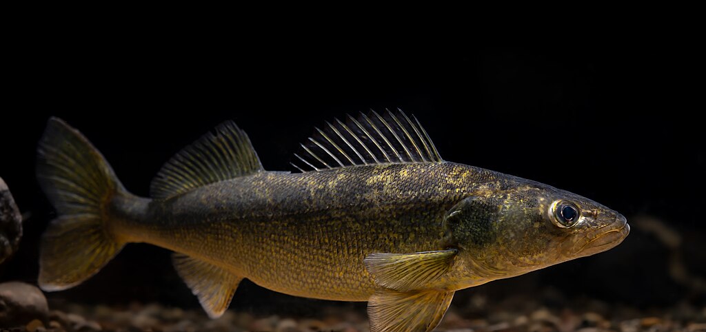 Photographed at Gavins Point National Fish Hatchery in Yankton, SD by Sam Stukel (USFWS).