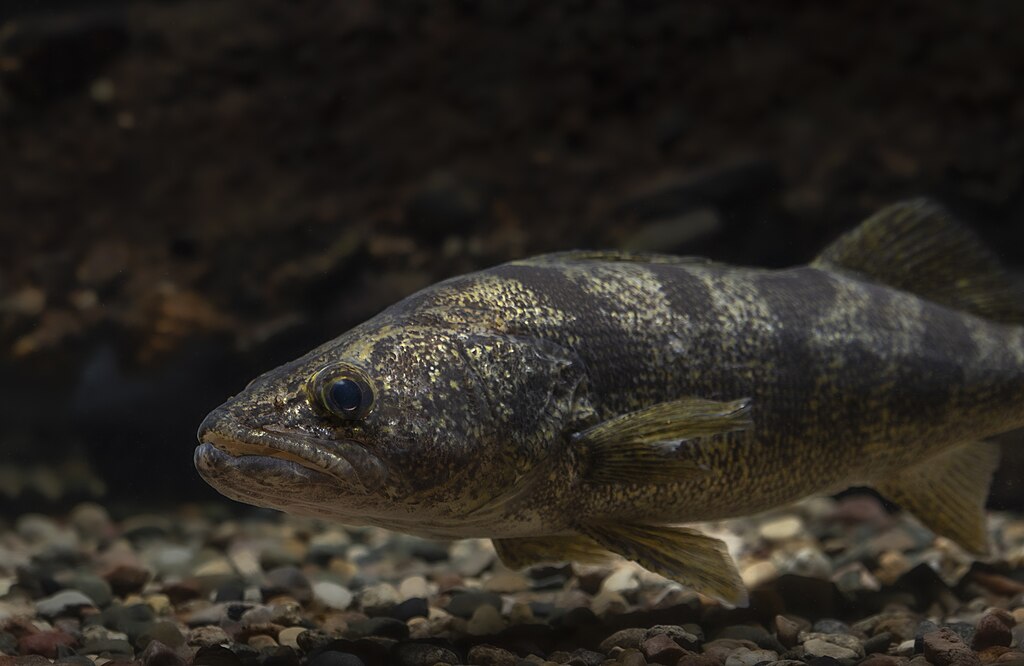 Photographed at Gavins Point National Fish Hatchery in Yankton, SD by Sam Stukel (USFWS)