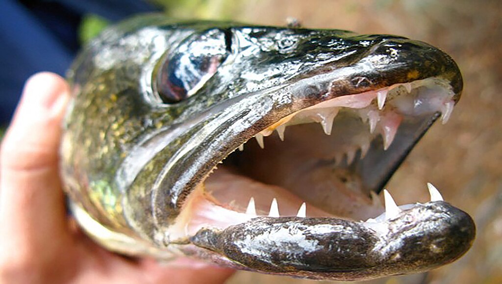 Close-up of the sharp teeth of a walleye held by a staff member of the Grand Junction Fish and Wildlife Conservation Office. Photo: USFWS