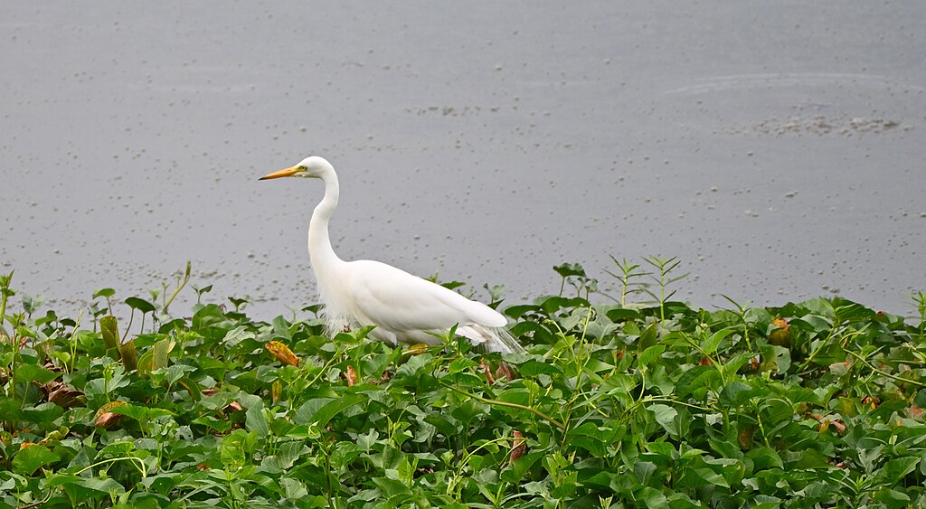 A white egret stands gracefully on lush green foliage by a calm body of water, conveying a serene and peaceful scene in nature.