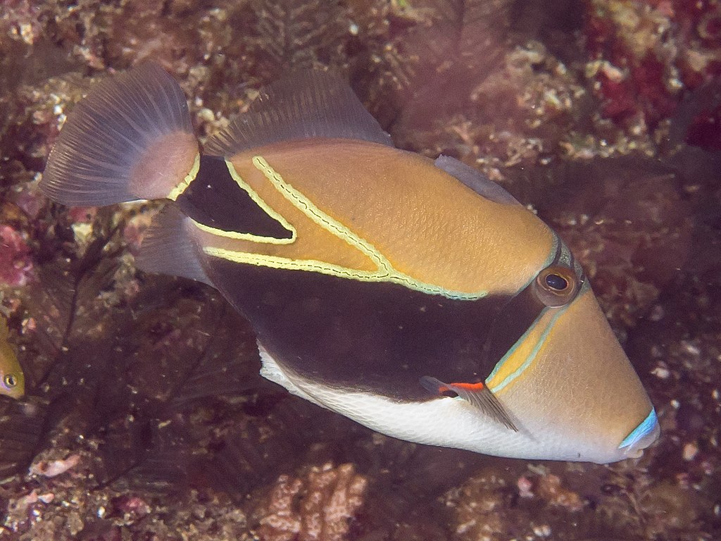 Morotai, Indonesia - Wedgetail triggerfish (Rhinecanthus rectangulus)