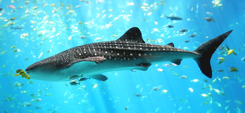 A majestic whale shark glides through clear blue water, surrounded by a vibrant swarm of smaller fish. Sunlight filters down, creating a serene marine scene.