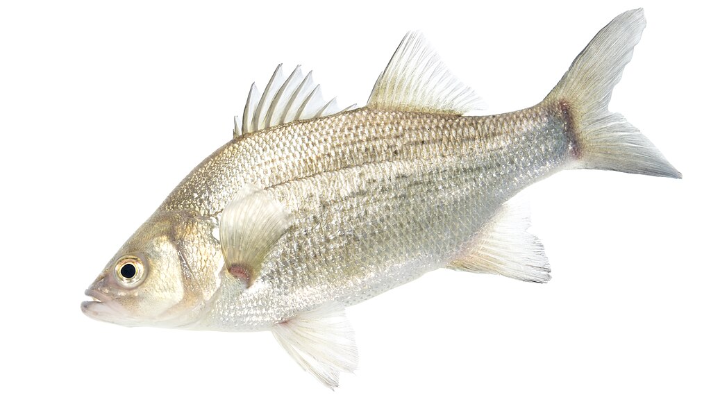 Silver-colored fish with shiny scales and sharp dorsal fins, shown on a plain white background. Its eye is round and alert, capturing attention.