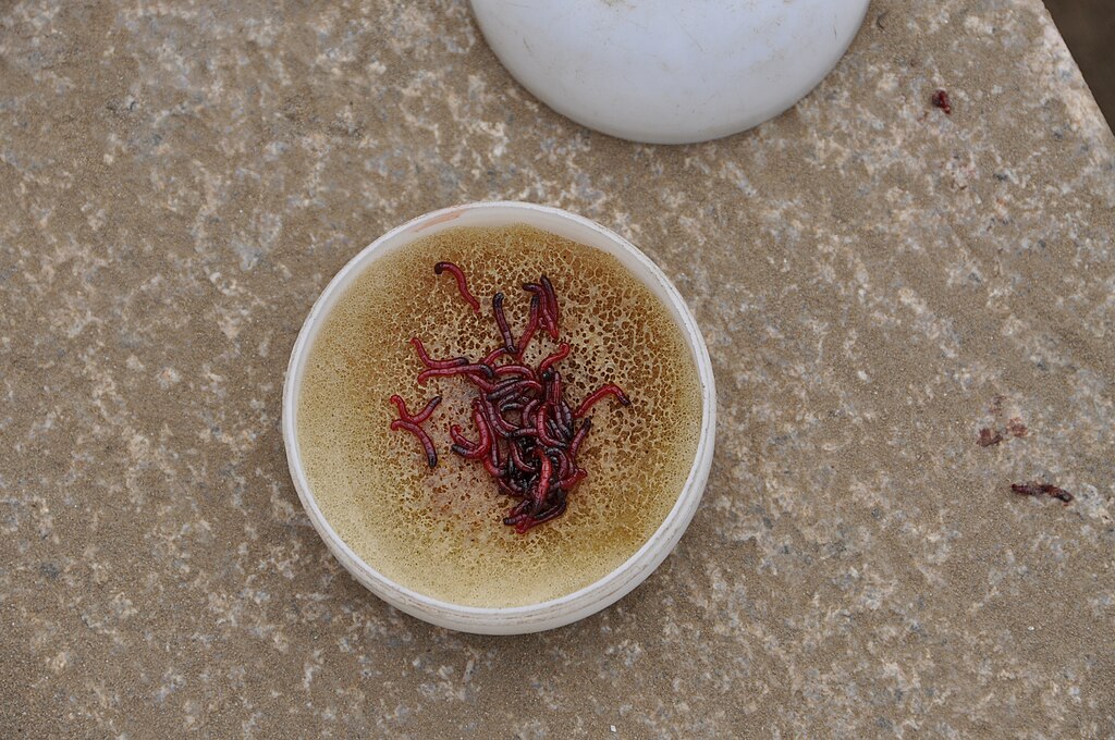 A small container on a textured surface holds red worms on a yellowish medium. The lid is nearby, suggesting preparation for fishing. The tone is utilitarian.