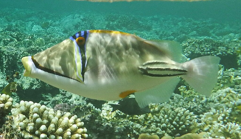 Rhinecanthus aculeatus. Picasso-triggerfish, balistidae.