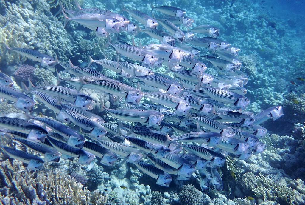 A dense school of striped fish swimming above a vibrant coral reef. The clear blue water and abundant marine life create a lively, vibrant underwater scene.