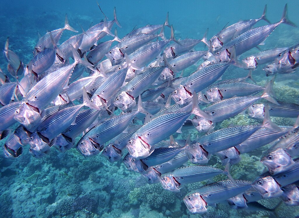 A dense school of silver fish with blue stripes swims in harmony over a coral reef in clear blue water, conveying a sense of unity and vitality.