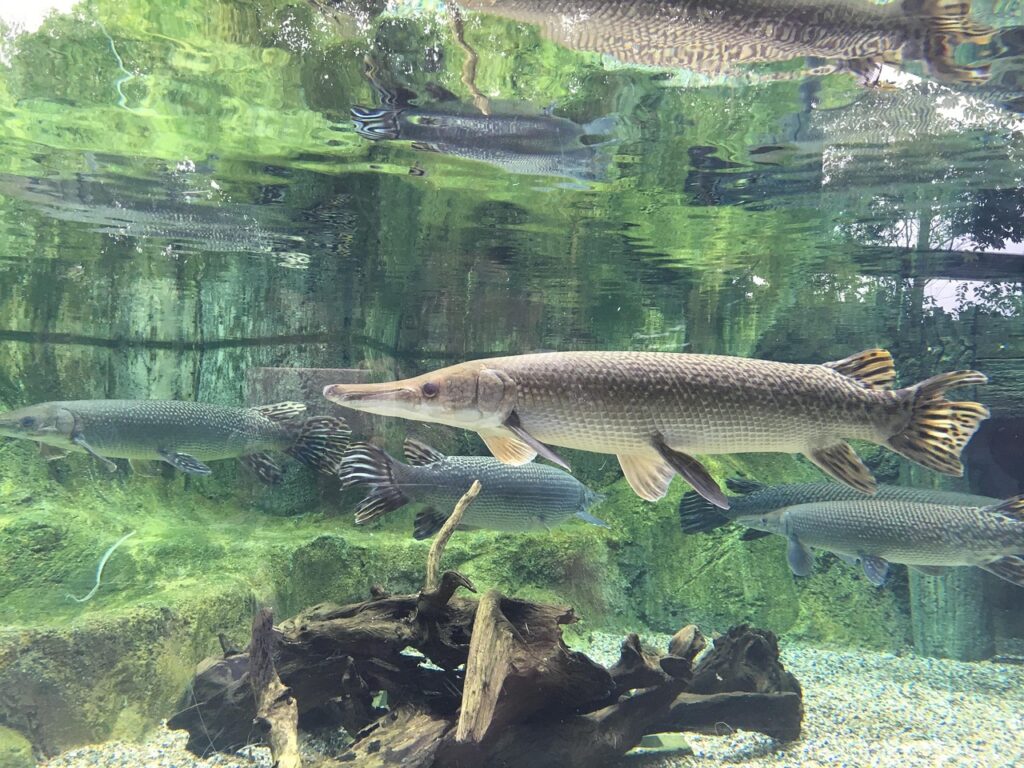 What Makes Northern Pike So Aggressive?