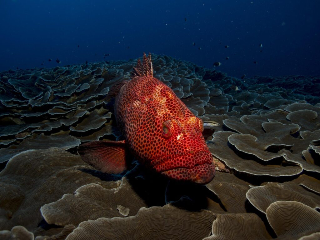 fish, grouper, red, sea, water, animal, ocean, marine, underwater, food, nature, reef, coral, aquatic, life, blue, scuba, environment, wildlife, colorful, tropical, dive, diving, natural, color, colourful, africa, mozambique