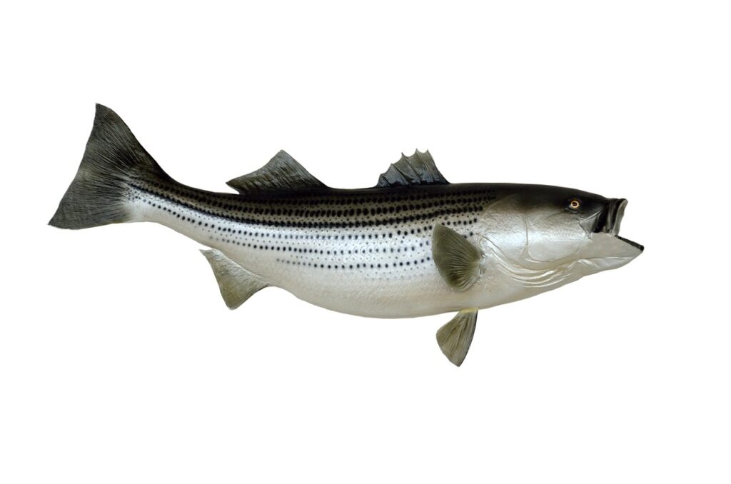The Future of Bass Populations and Fishing