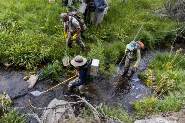 A group of people in protective gear wade through a narrow, grassy stream, using nets for scientific sampling. The setting is calm and focused.