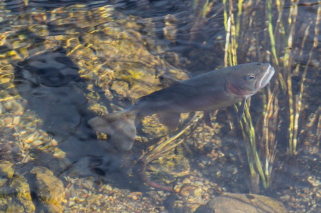 A lone trout swims in clear, shallow water over a rocky bed, surrounded by tall aquatic plants. Sunlight reflects gently, creating ripples and a serene mood.