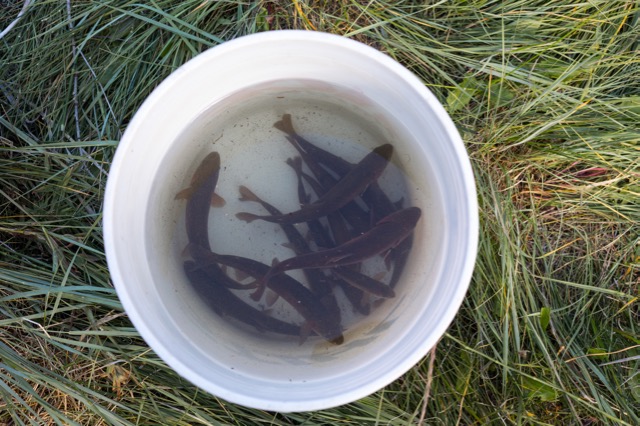 A white bucket filled with clear water contains several small fish, positioned on green grass. The scene conveys a calm, natural setting.