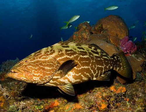 Grouper
