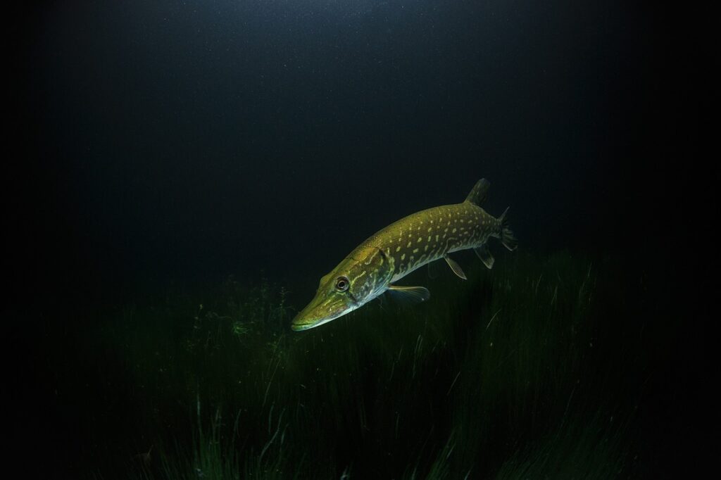The Role of Water Temperature in Pike Aggression
