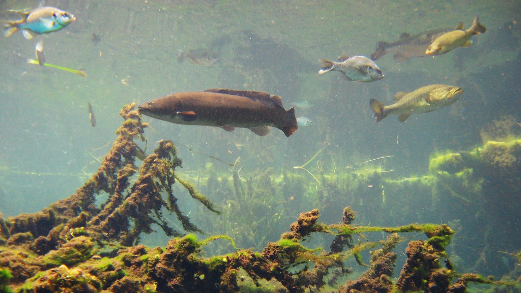 Amia Calva aka Bowfin and Sundfishes