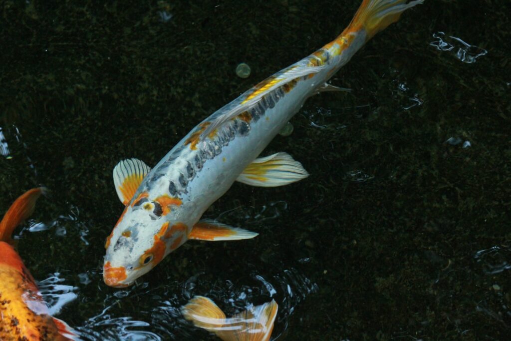 Cannibalistic Tendencies and Intraspecies Aggression