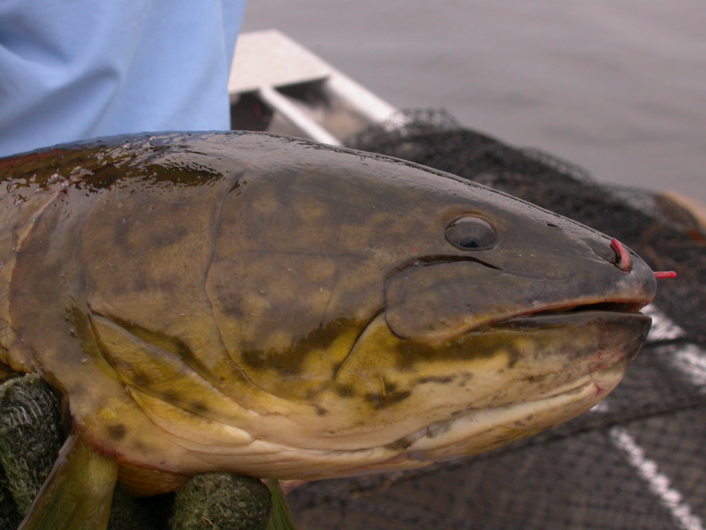Bowfin