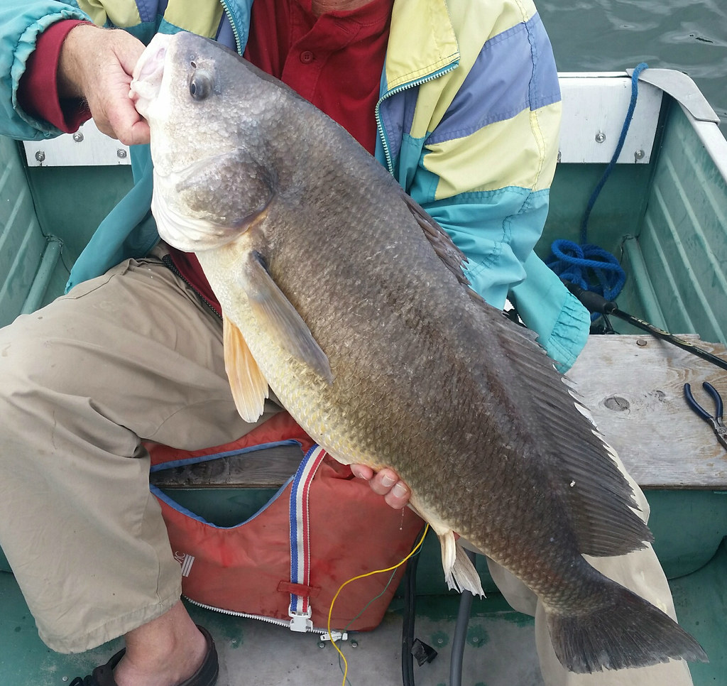 Freshwater drum.
