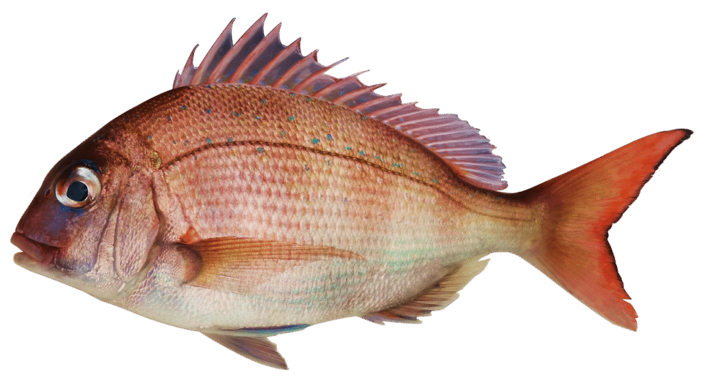 fish, snapper, bream, nature, bream and fish, a red sea-bream, the